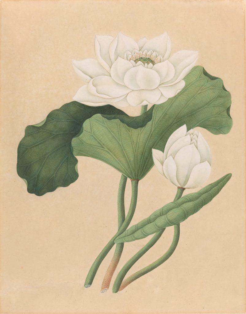 acquerello botanico east indian lotus